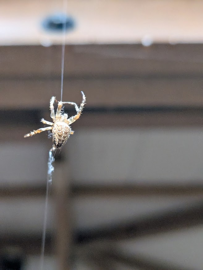Orb weaver spider hanging from a porch roof in North Whatcom County in the fall