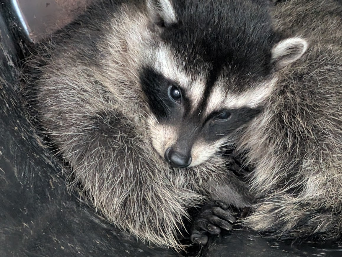 Close-up of a baby raccoon's face, curled up with its sibling