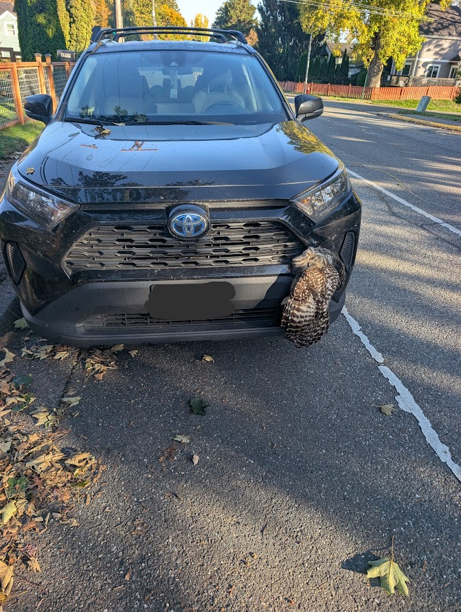 Owl lodged in the front grille of a dark SUV after a vehicle strike