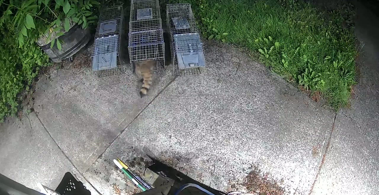Raccoon walking into a live trap, filmed in color under an outdoor light