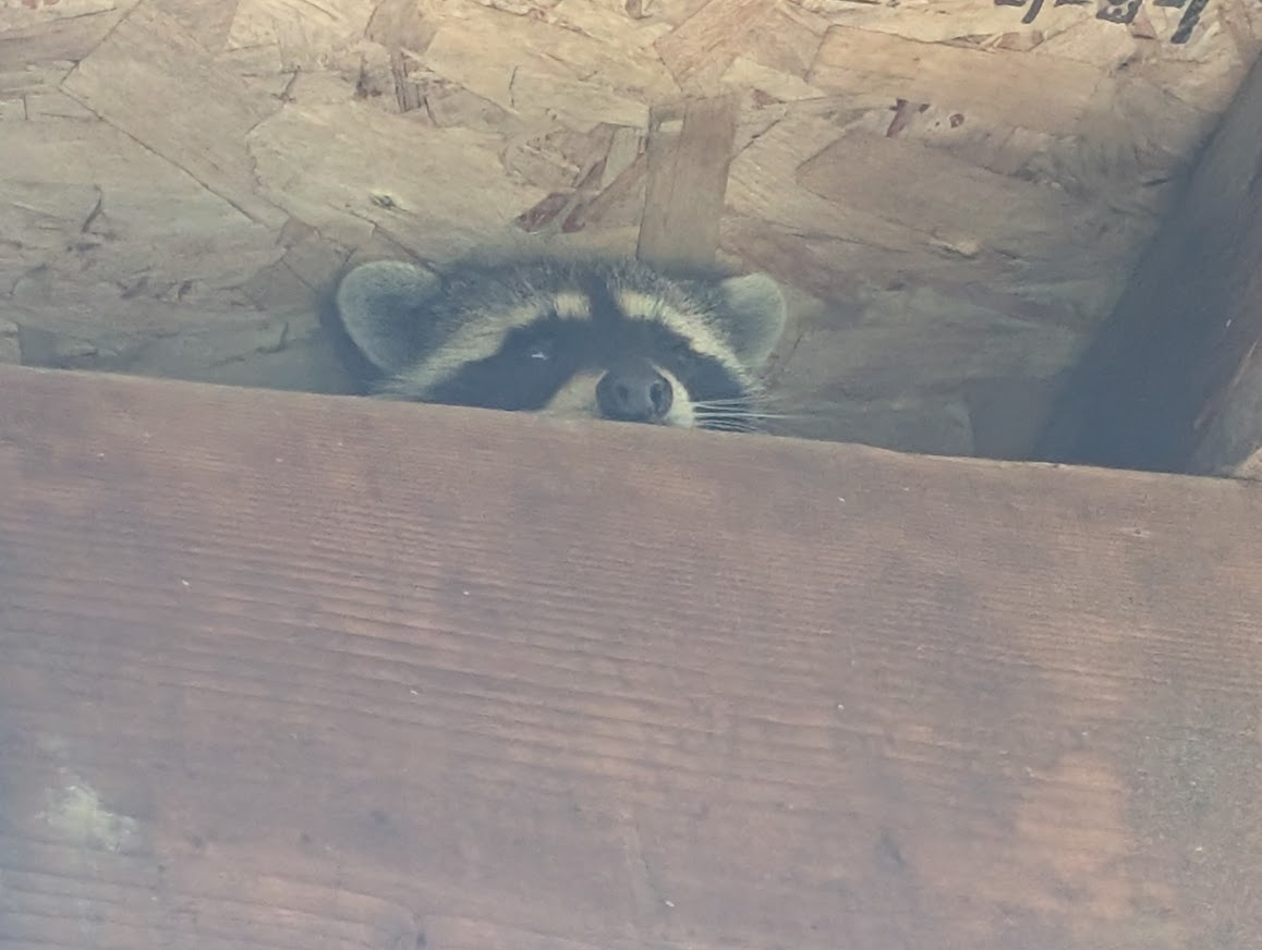 Raccoon peeking over a beam in a carport in the Barkley neighborhood of Bellingham
