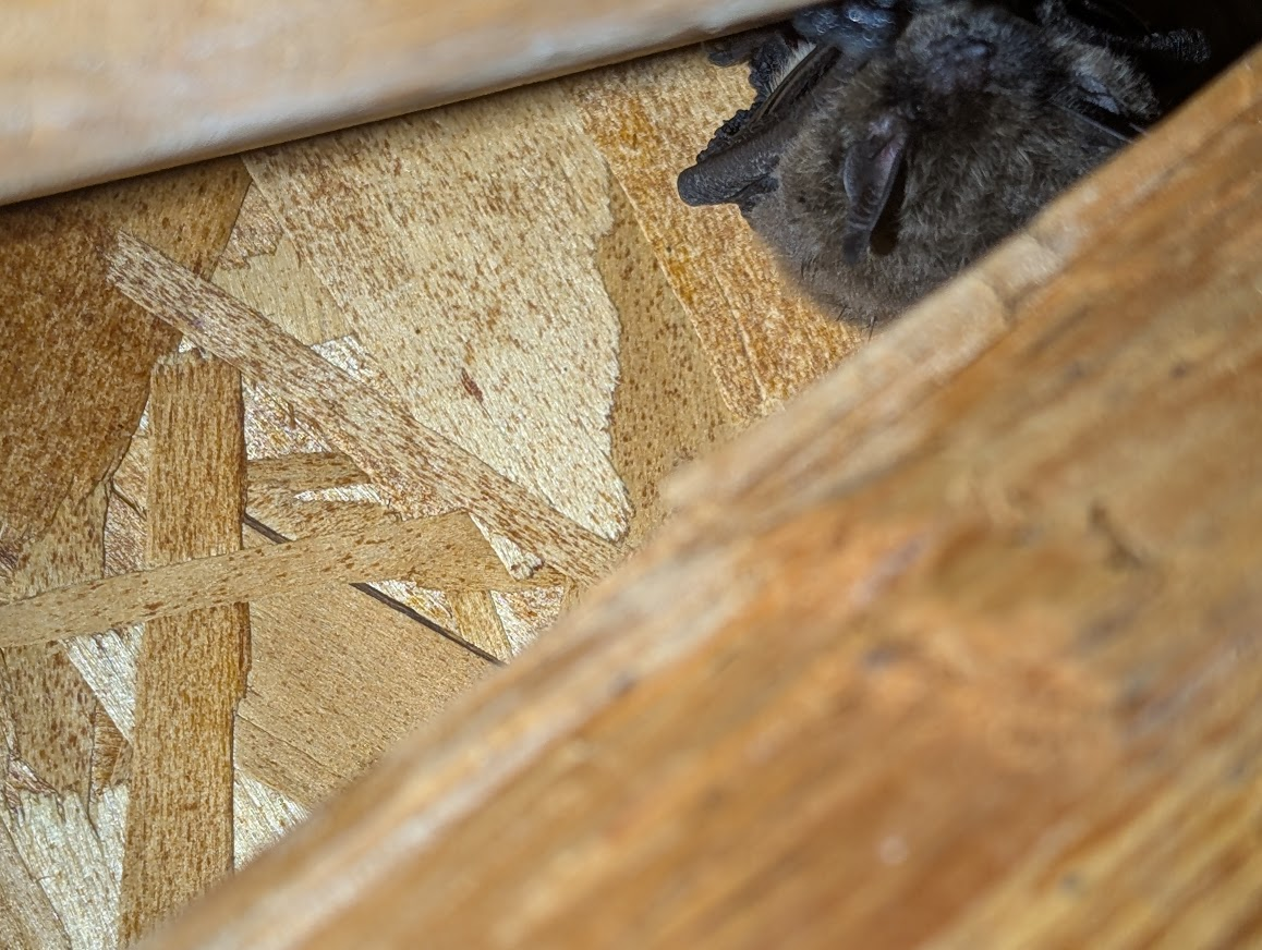 Live bat roosting between attic framing in a Ferndale home