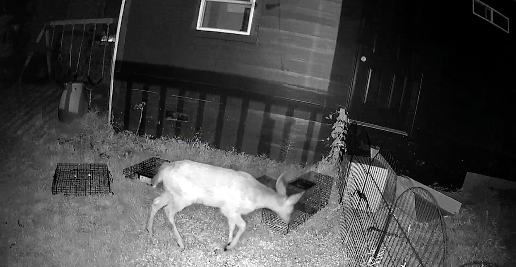 Night camera view of a deer walking past raccoon traps in a Bellingham backyard
