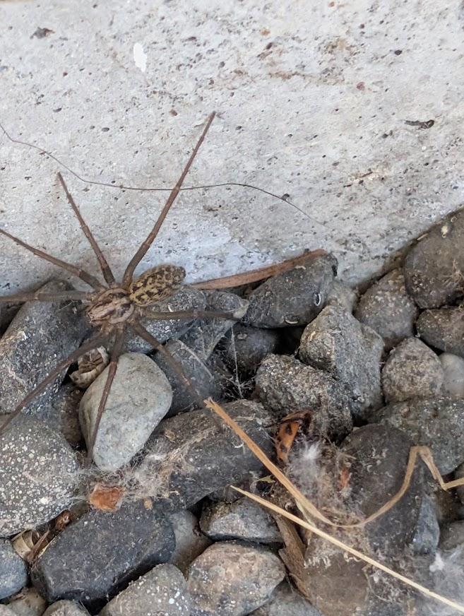 Large spider on gravel next to a concrete foundation near Lakeway Drive