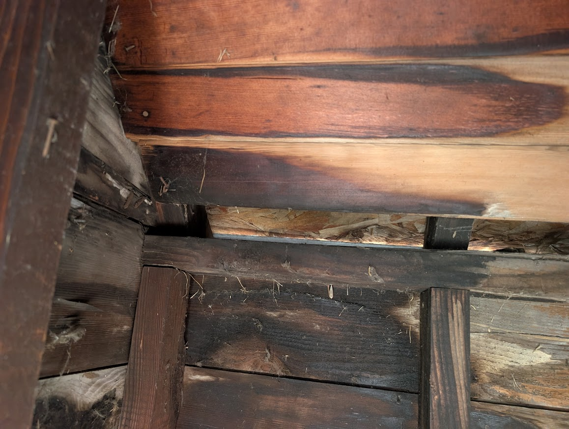 Dark rodent rub marks on framing around an opening where rats were getting into a Bellingham home