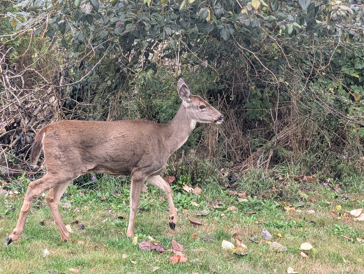 Black-tailed deer walking along the edge of the brush in Whatcom County