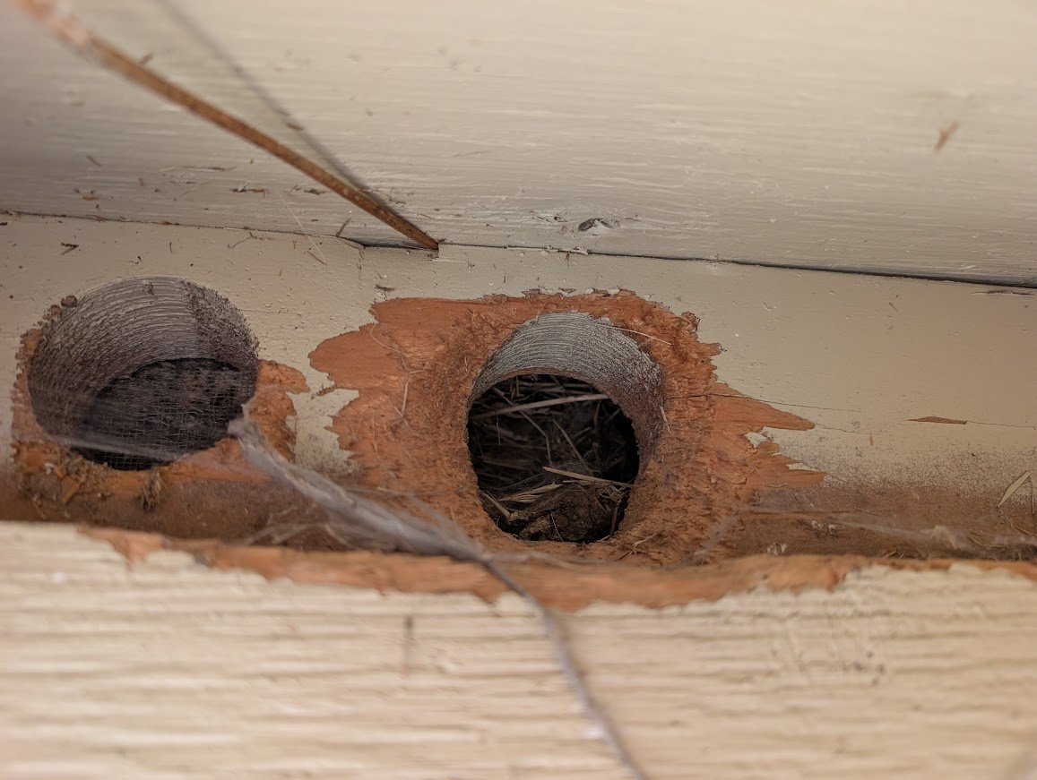 Attic vent hole chewed open by squirrels with nesting material inside, Puget neighborhood, Bellingham