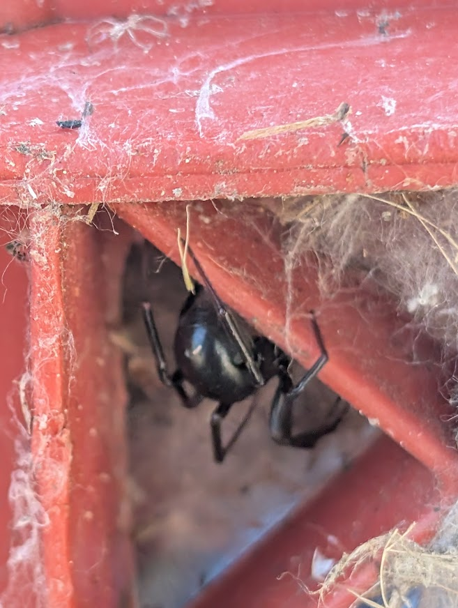 Black widow spider in a red carport frame near Lakeway Drive, Bellingham