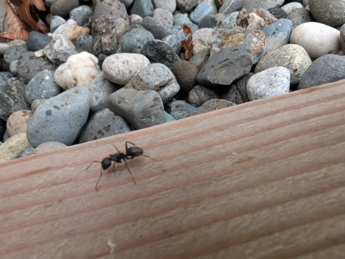 Carpenter ant walking along a wood board, following its trail back to the nest