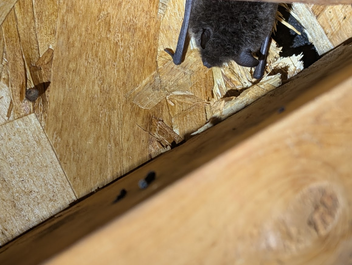 Bat hanging from attic sheathing next to roof framing in Ferndale