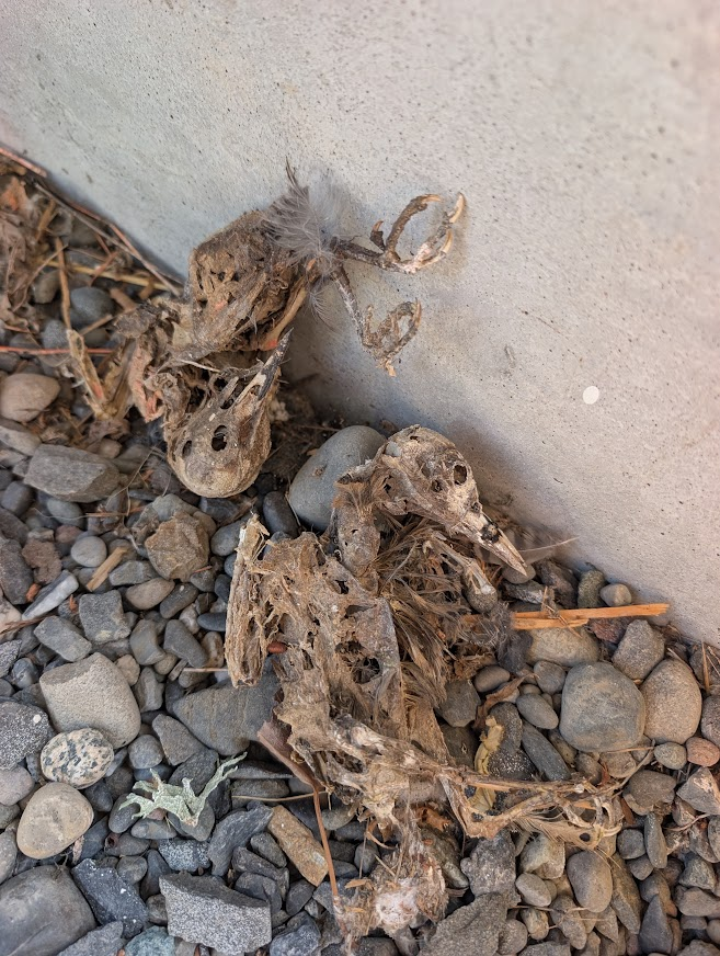 Decomposed birds removed from a carport wall cavity near Lakeway Drive