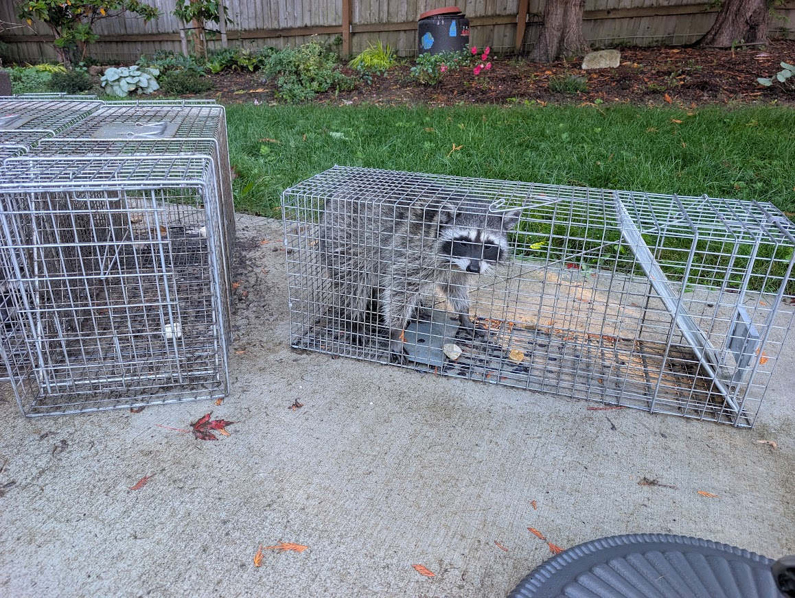 Raccoon caught in a humane live trap in a fenced backyard in the Geneva neighborhood near Sudden Valley, Whatcom County