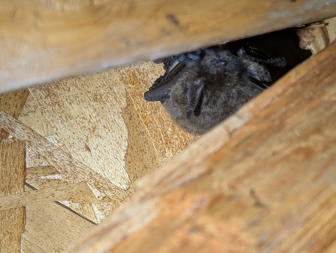 Close-up of a bat tucked into a gap in Ferndale attic framing
