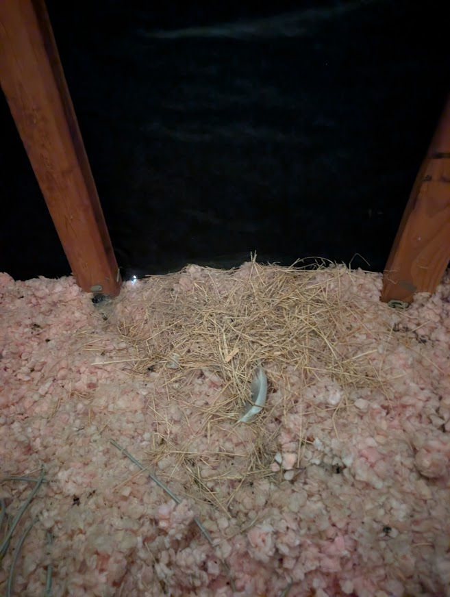 Bird nest of hay and a feather on pink attic insulation in a Barkley home