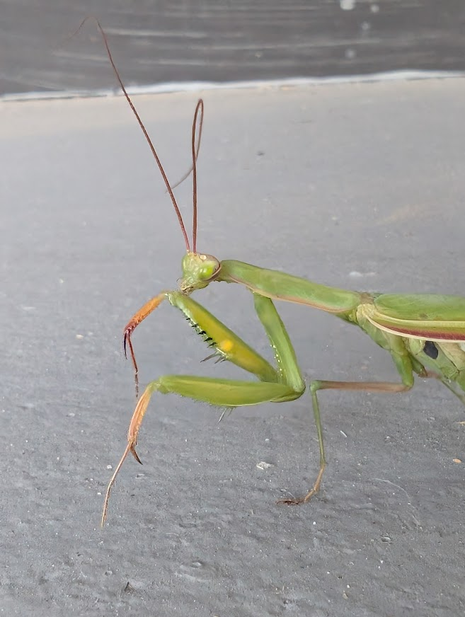 Green praying mantis on concrete at a Whatcom County jobsite