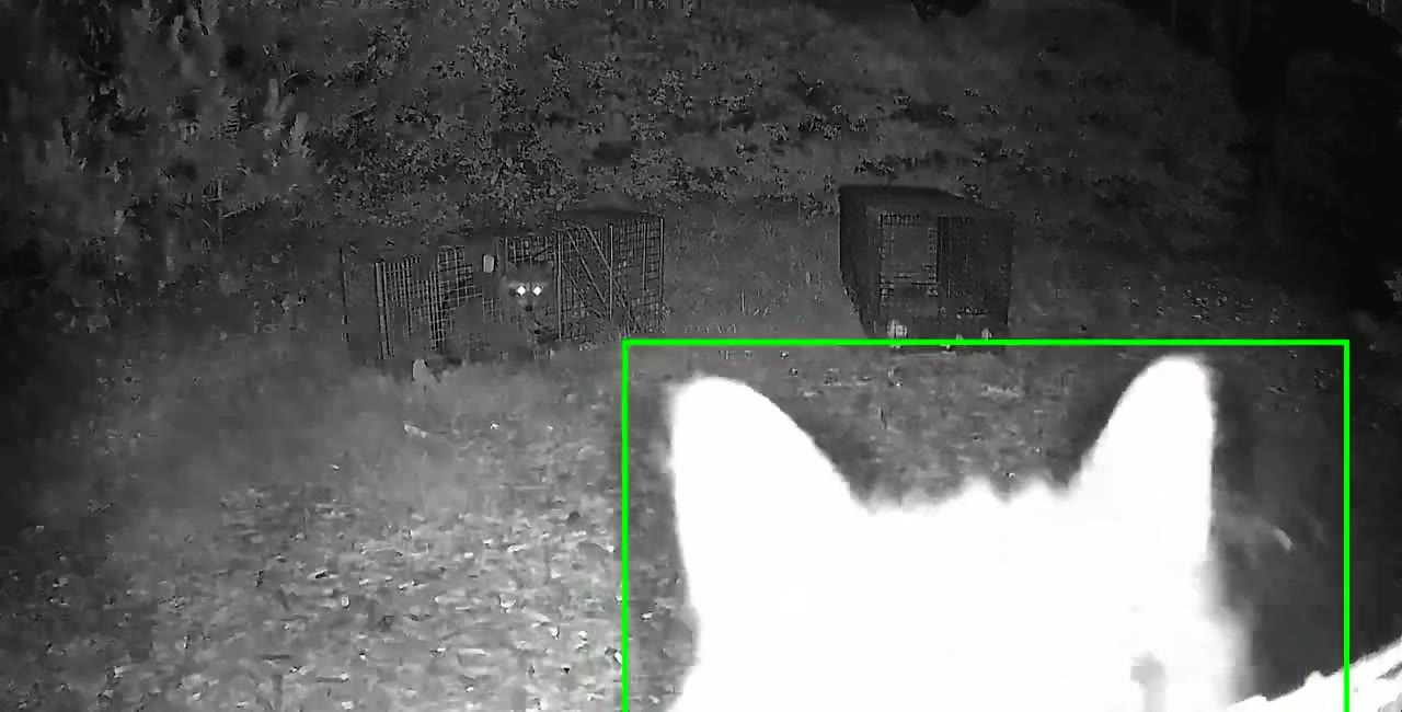 Night camera close-up of a curious animal, possibly a cat, near raccoon traps in Blaine, Washington