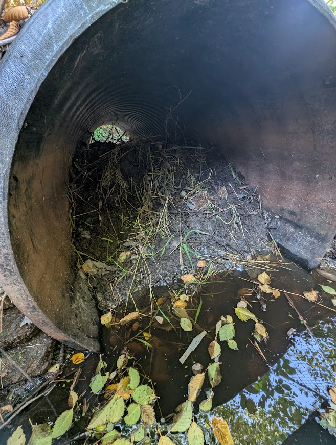 Culvert pipe in Birch Bay plugged with a beaver dam of mud, sticks and grass