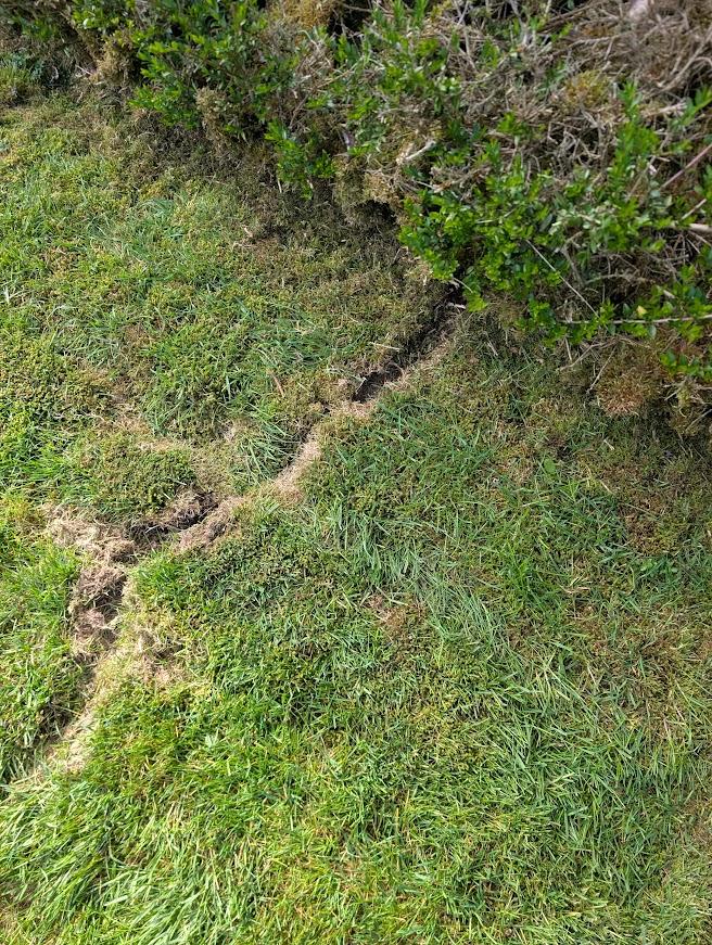 Vole runway chewed across a lawn from a hedge near Lake Whatcom, Bellingham