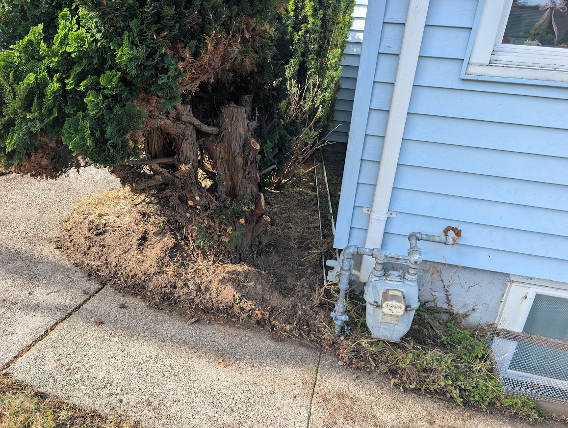 Shrubs trimmed back from the foundation near the gas meter at a Bellingham home with a rodent problem