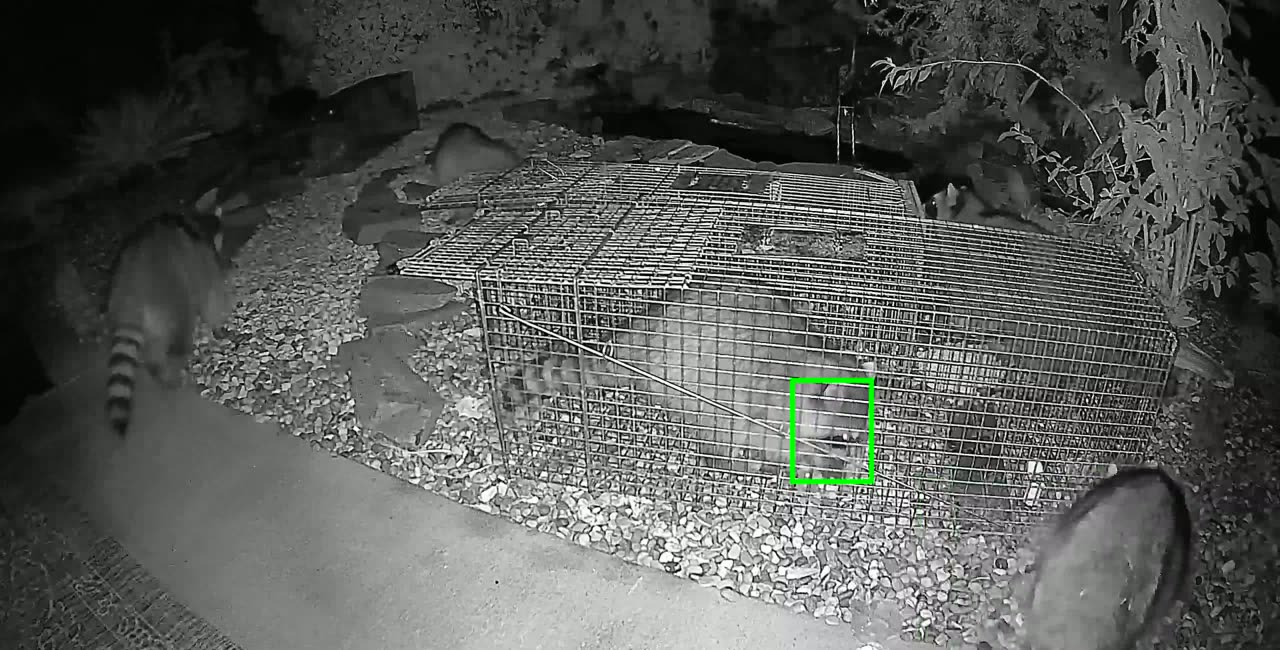 Trail camera still of five raccoons around a live trap in a landscaped backyard near the Lynden Fairgrounds