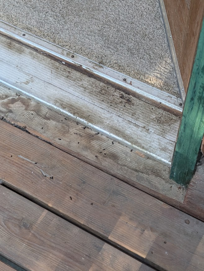 Bat droppings on a door threshold and deck in Everson, Whatcom County