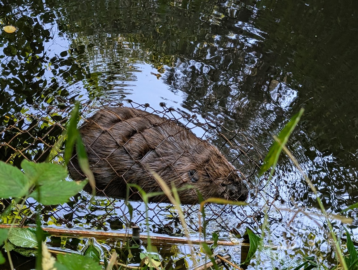 Trapped beaver in the water in Birch Bay