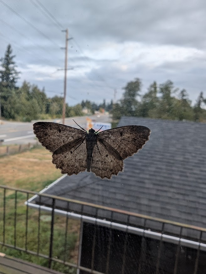 Brown moth with scalloped wings resting on a window in Whatcom County